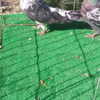 کبوتر تخمی|پرنده|رشت, پیرکلاچای|دیوار