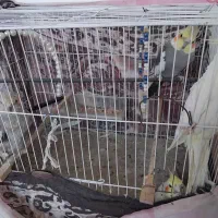 عروس هلندی|پرنده|نیمبلوک, |دیوار