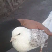 کفتر دوکت معاوضه|پرنده|قنوات, |دیوار