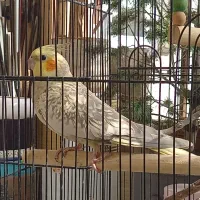 عروس هلندی