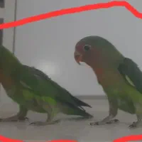جوجه طوطی
