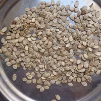 تخمه هندوانه کدویی