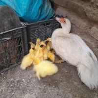 اوردک خارجی