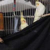 عروس هلندی سالم باهوش حرف میزنه