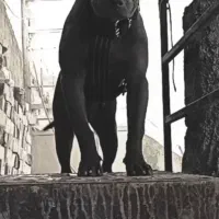 سگ پیت بول|سگ|نیشابور, شهرک رضوی|دیوار