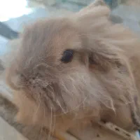 خرگوش لوپ