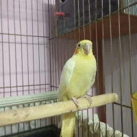 ی جفت عروس هلندی