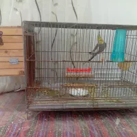 یک جفت عروس هلندی بشرط