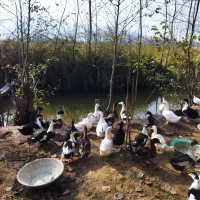 فروش تعدادی از اردک های گوشتی|حیوانات مزرعه|لنگرود, |دیوار