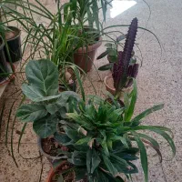 حراج گلهای آپارتمانی