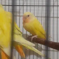 کوتوله اوپال و کله آلویی|پرنده|قم, پامنار|دیوار