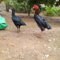 تعدادی مرغ و خروس|حیوانات مزرعه|مزرعه کتول, |دیوار