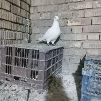 کبوتر