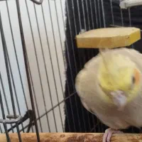 عروس هلندی ماده