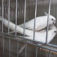 جفت آلبینو کینگ سایز فالو با ۴عدد جوجه|پرنده|حمیدیا, |دیوار