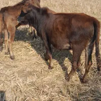 فروش. ورازگوله ۲راس گوساله ماده ویک راس گاو محلی|حیوانات مزرعه|ماسال, |دیوار