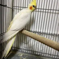 طوطی عروس بالغ مولد