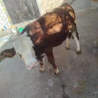 گاو نر|حیوانات مزرعه|نظر کهریزی, |دیوار