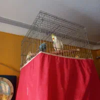 سه عدد عروس هلندی نر ویک عدد طوطی برزیلی