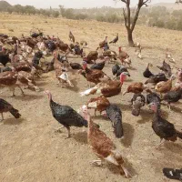 بوقلمون نر بورون و برنز|حیوانات مزرعه|خرمدره, |دیوار