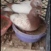 کفتر  باخت رفته