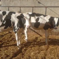 گوساله چهار ماهه