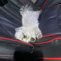 واگذاری گربه