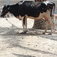 دوعدد گاو مطفل شیر دار گاو گوساله گوسفند بزبره