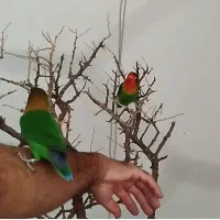 فروش 2جفت عروس هلندی مولد ویک جفت طوطی برزیلی مول|پرنده|دورود, |دیوار