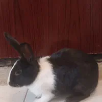 خرگوش