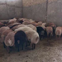 گوسفند زنده پرواری (بومهن)|حیوانات مزرعه|بومهن, |دیوار