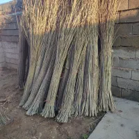 سرشاخه سفید