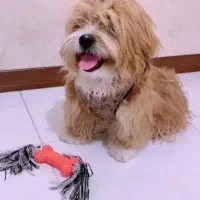 شیتزو وارداتی کمیاب