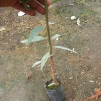 نهال اکالیپتوس ۲ ساله و ۱ ساله|خدمات باغبانی و درختکاری|علی‌آباد کتول, |دیوار