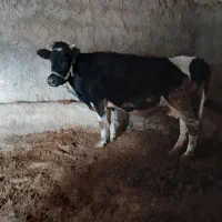 گاو|حیوانات مزرعه|کوهدشت, |دیوار