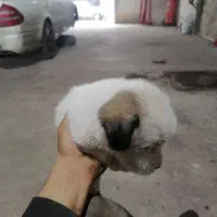 پامر اشپیتز نر|سگ|رشت, احمد گوراب|دیوار