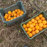 پرتقال تازه چین مخصوص انبار زدن