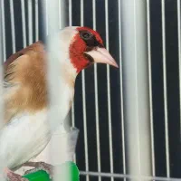 سهره سرسیاه کلکسیونی گل قفل