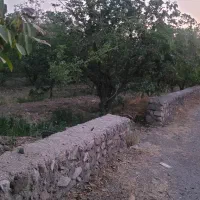 فروش-باغ