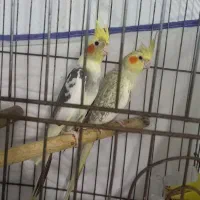 عروس بی شک مولد