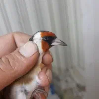 ۷تا سهره نر اس گردن گلفت بخون