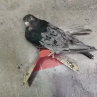 کبوتر سور
