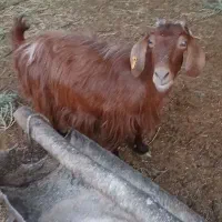 بز چاق کشتنی