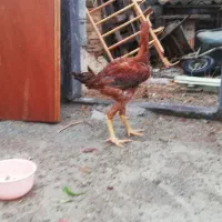 جوجه لاری اصیل و قوغاز