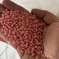 توزیع بذر گندم اصلاح شده|خدمات باغبانی و درختکاری|رزن, |دیوار