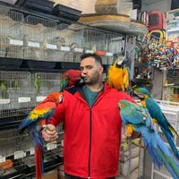 شهر کاسکو کاکادو آرا اکلکتوس رام دستی سخنگو|پرنده|تهران, دردشت|دیوار