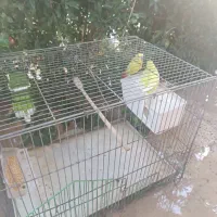 یک جفت مرغ عشق