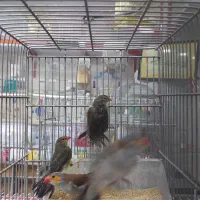 فنج گلدین|پرنده|شیراز, شهرک پرواز|دیوار