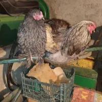 مرغ و خروس برهما و پیلیموت امروک و مرندی