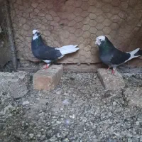 کبوتر شازده